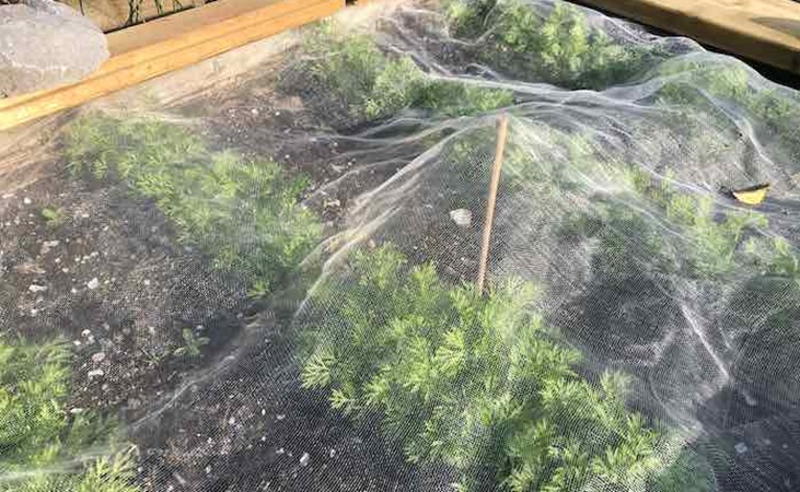 carrot root fly protection mesh placed over crops