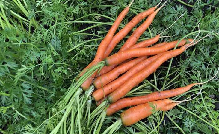 Long, thin carrots