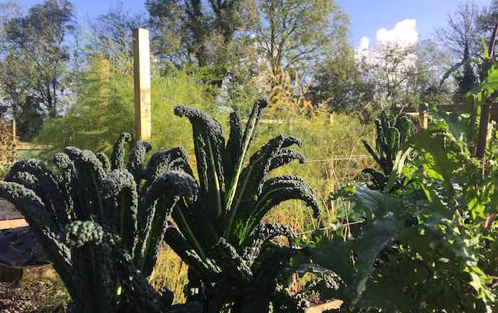 Italian and russian kale in october vegetable garden