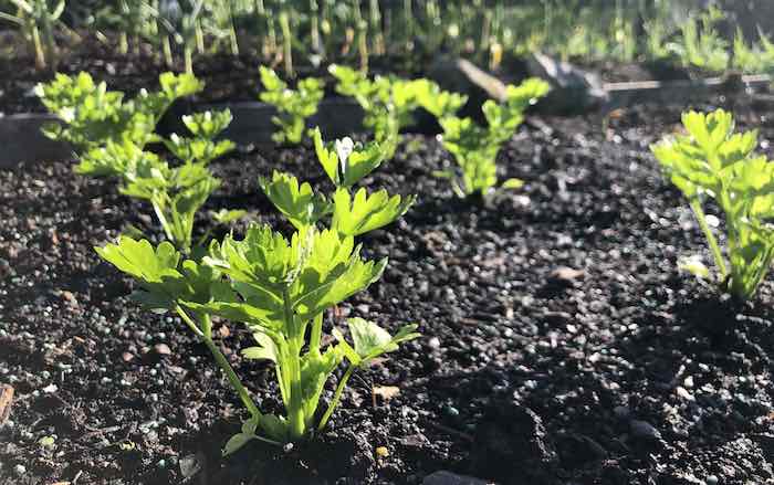 Celery seedlings