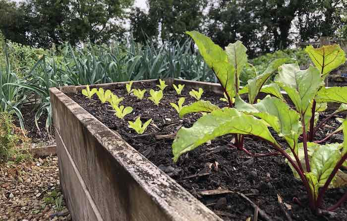 Chard growing in a raised bed