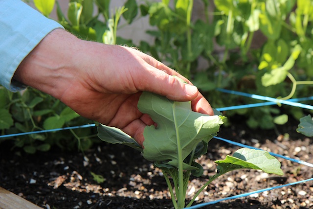 Inspecting brassica leaves