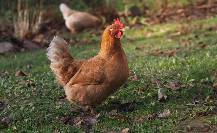 A chicken patrolling the garden