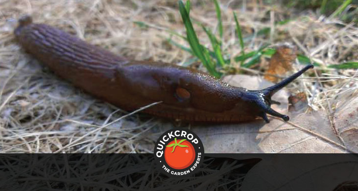 A slug looking for something to munch on - header image