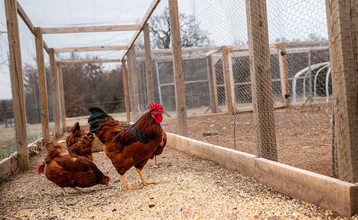 Chickens in a run (or moat?)