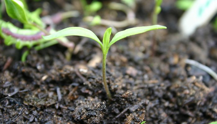 Chilli pepper seedling plant