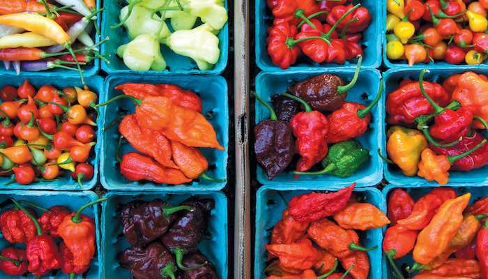 Chili pepper varieties