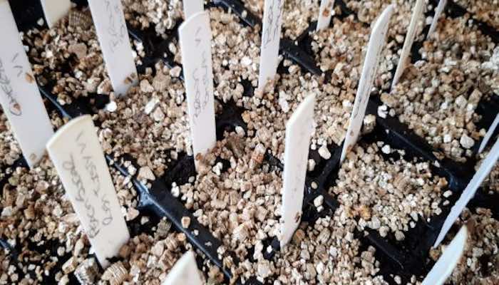 Starting chilli seeds with vermiculite