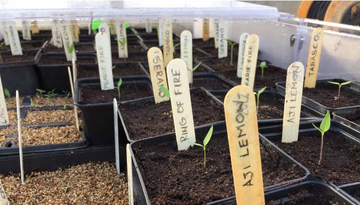 Seed trays with labels