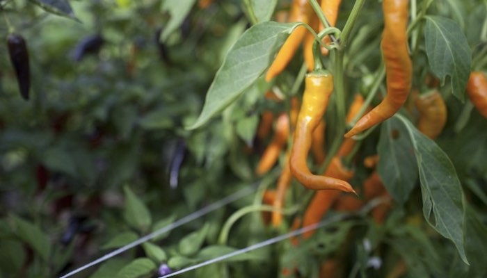 Orange chillies greenhouse