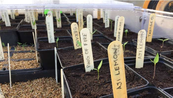 Chilli Seedlings