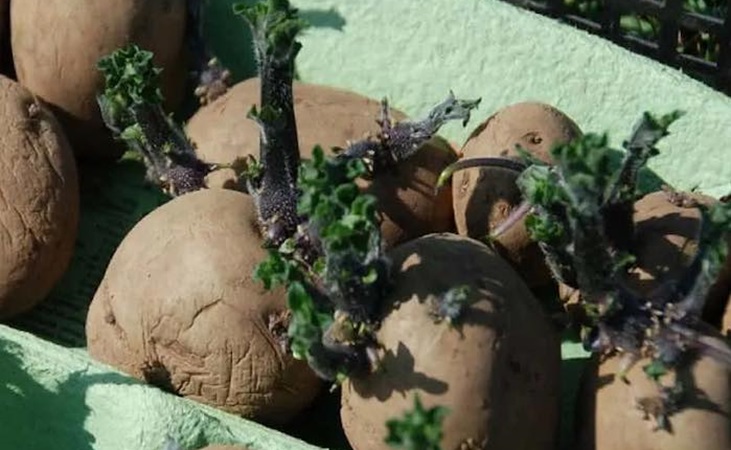 Chitted potatoes with long green sprouts 