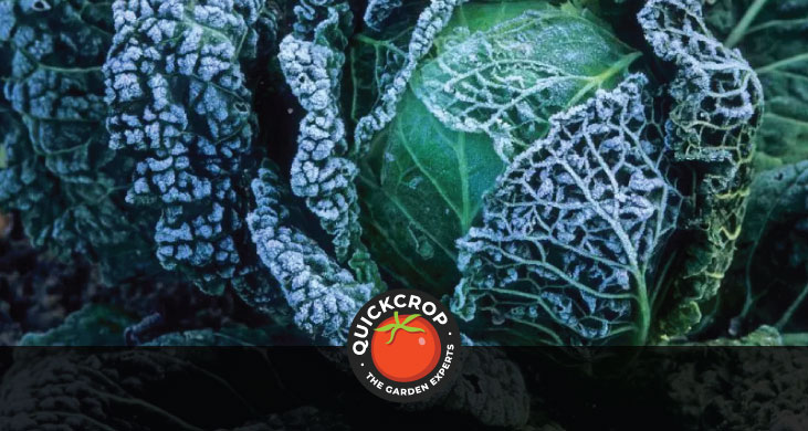 Frosty cabbages - header image