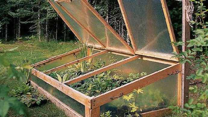 Harden off seedlings in a cold frame