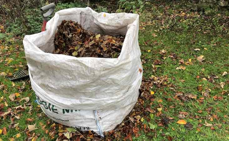 Collecting autumn leaves