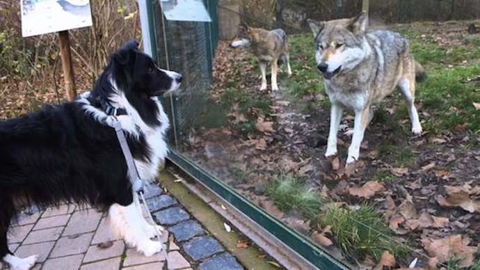 Collie dog and grey wolf