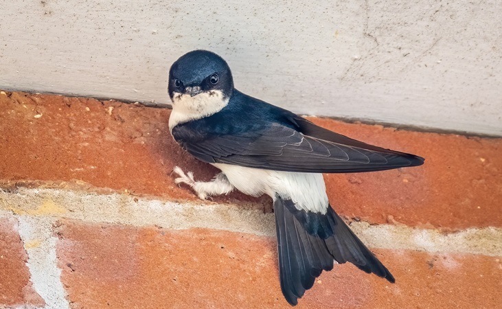the Common House Martin