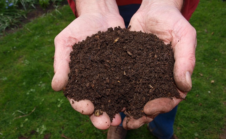 Two handfuls of 'black gold' or compost