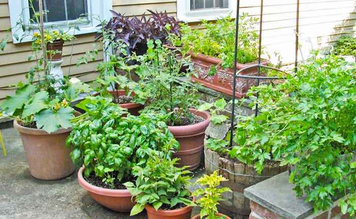 A container vegetable garden