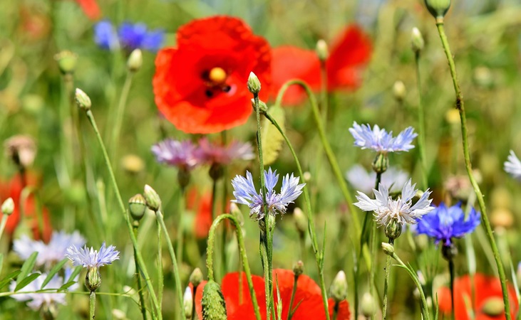 wildflower meadow