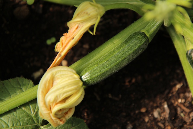An uncharacteristically small courgette