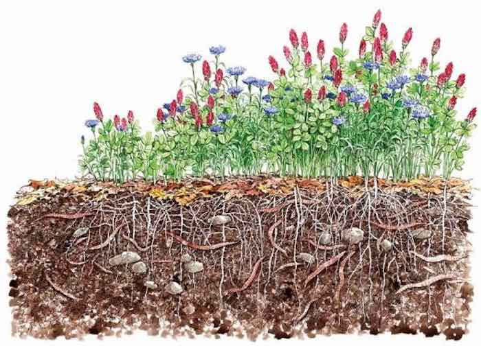 Healthy soil beneath clover plants