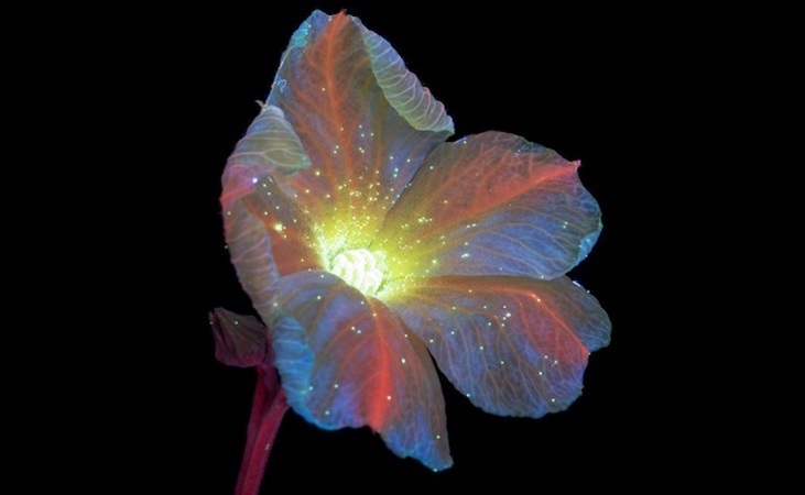 Cucumber flower in ultraviolet light