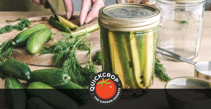 Top 21 are pickles cucumbers 4 Pickled Cucumbers - Types of Pickles
