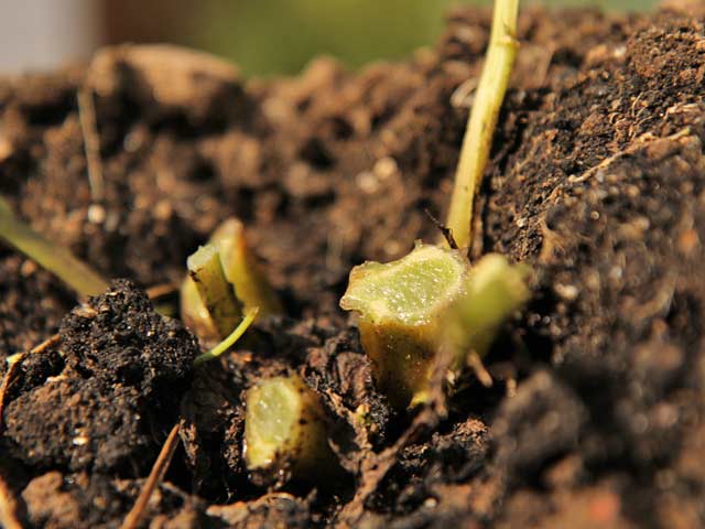 Blighted potato stalks that have been cut