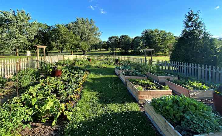 Raised beds in the garden