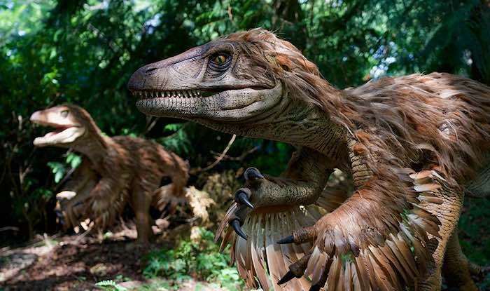 the feathery Deinonychus dinosaur the feathery Deinonychus dinosaur
