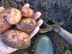 Digging potatoes