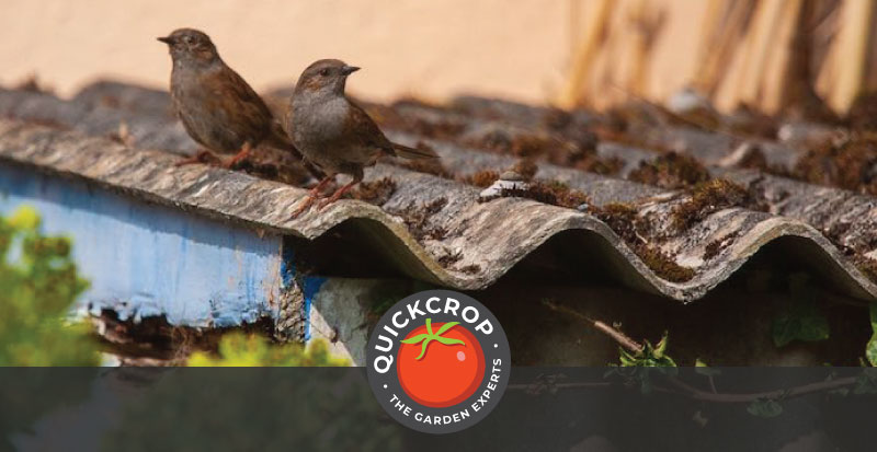 Dunnocks on a corrugated roof - header image