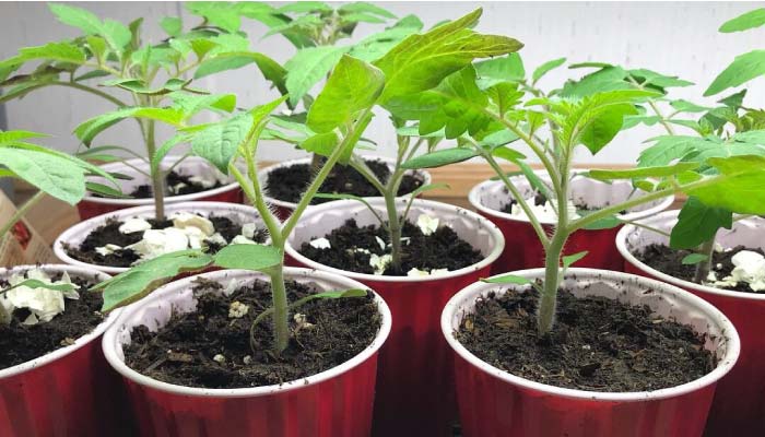 Tomato seedlings yoghurt pots