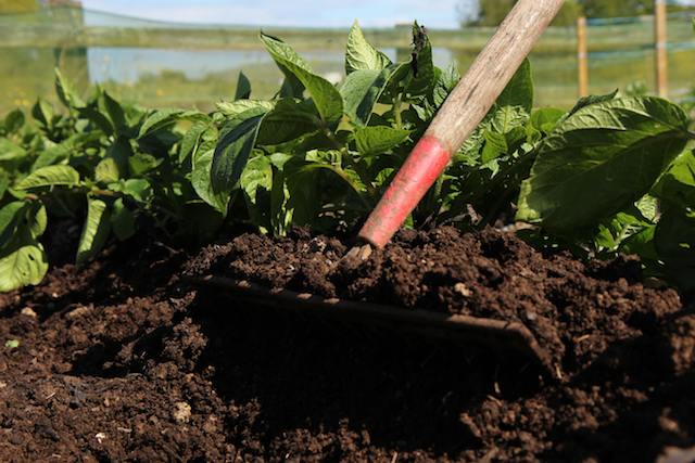 Earthing up soil around potatoes