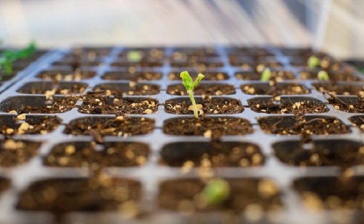 fledgling seedlings in a modular tray