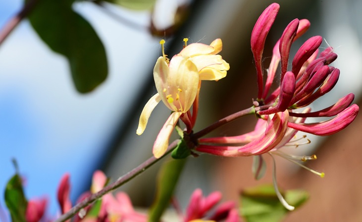 english honeysuckle