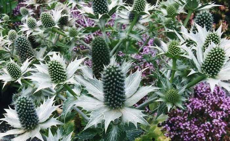 Eryngium