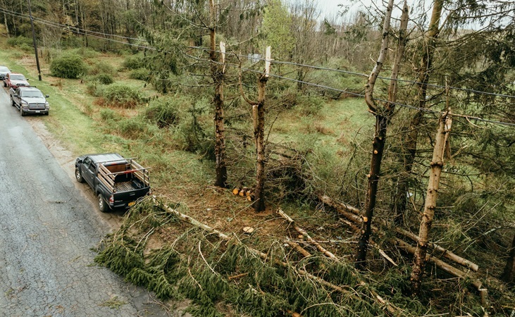 fallentree.jpg