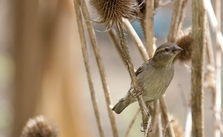 a female sparrow perched on a branch