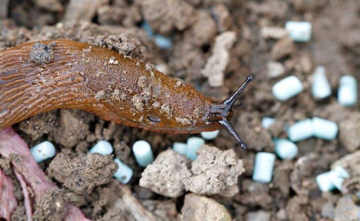 ferric phosphate pellets being used for slug control