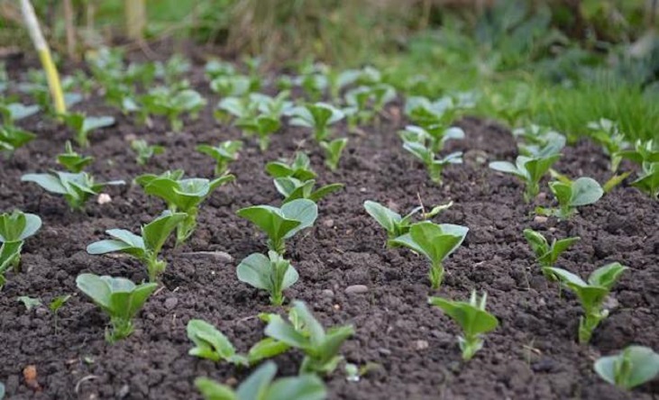 field beans