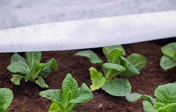 Rolling fleece over seedlings