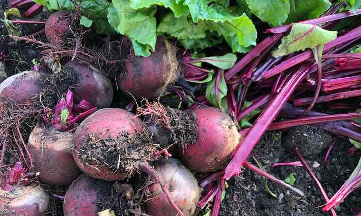 homegrown beetroot