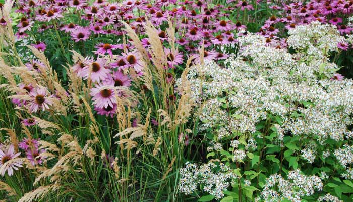 Flowers in the garden to balance your ecosystem
