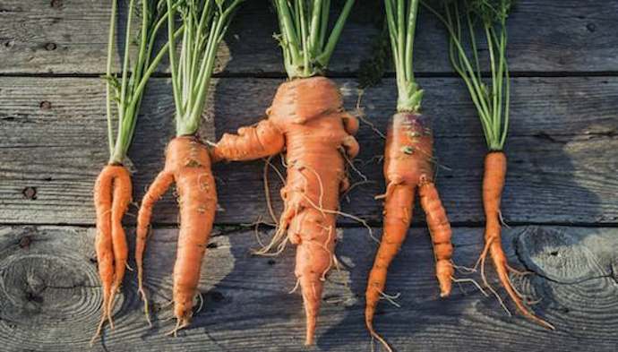 Forked carrot help