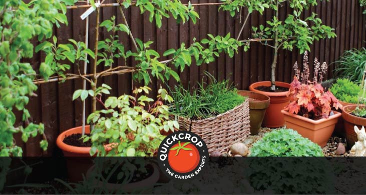 Fruit growing in outdoor containers - header image
