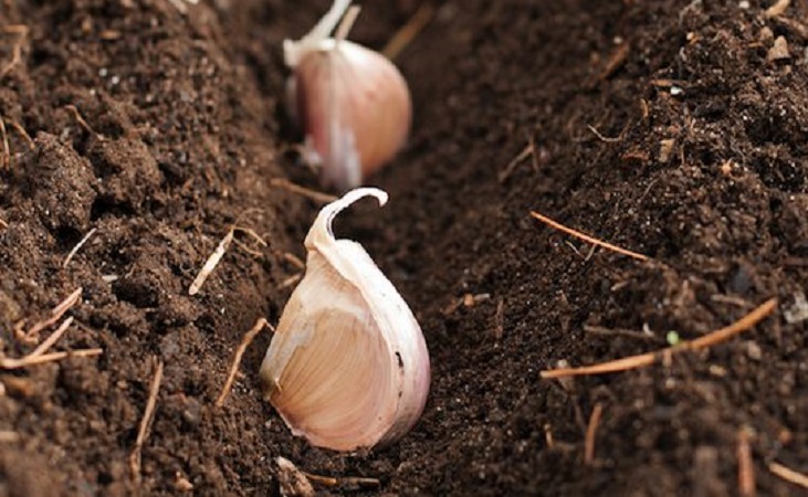 planting garlic in drills