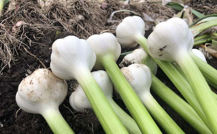 Drying garlic