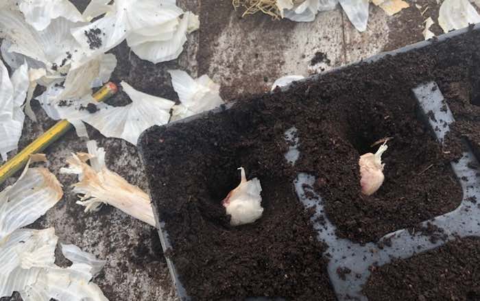 Garlic cloves in modular trays